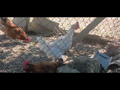 Видео: Как поживают куры и утки спустя 24 часа.