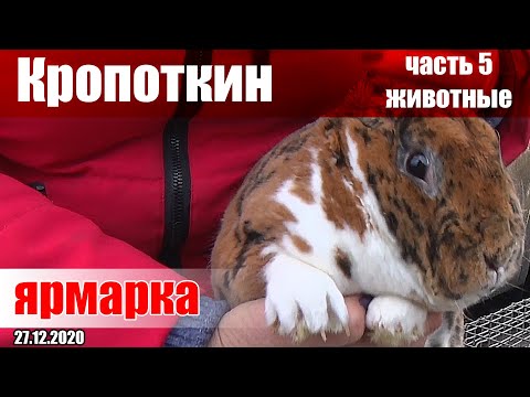 Видео: Птичий рынок - Кропоткин [27.12.2020]. Часть 5 - животные.