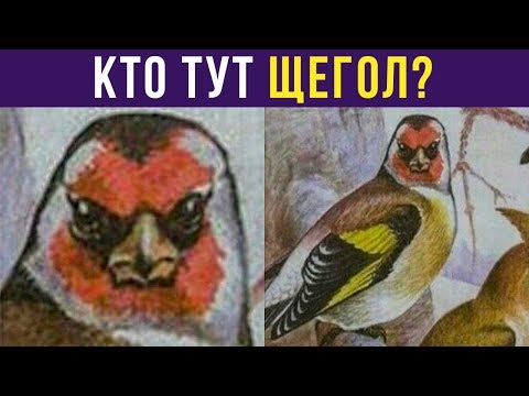Видео: Приколы. Кто тут ЩЕГОЛ??? | Мемозг #199