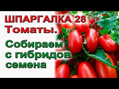 Видео: Как собрать семена гибридных томатов