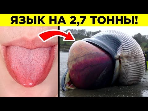 Видео: Самые Крупные Органы Животных