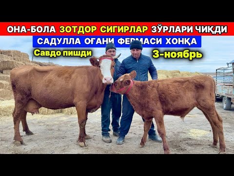 Видео: ОНА БОЛА СУТДОР СИГИРЛАР ЗЎРЛАРИ ЧИҚДИ САДУЛЛА ОҒАНИ ФЕРМАСИ ХОНҚА 3-ноября 2025 г.