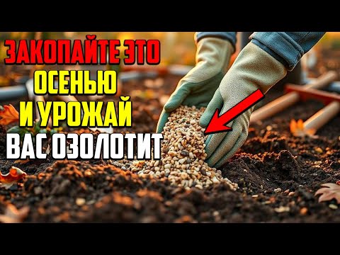 Видео: Вот Что Нужно Сделать С Почвой Осенью Для Богатого Урожая!
