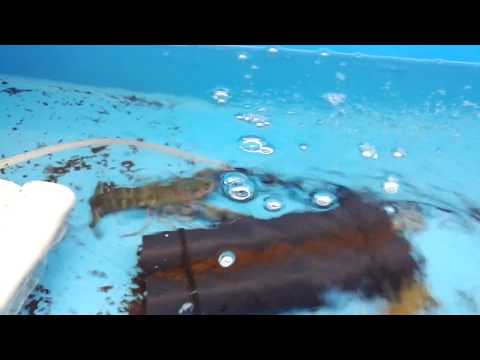 Видео: УЗВ для Австралийского красноклещевого рака (АККР )