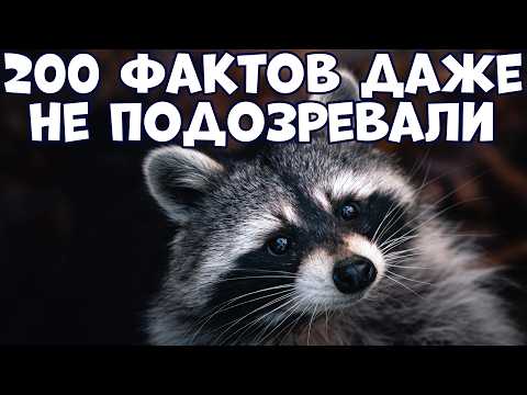 Видео: 200 ИНТЕРЕСНЫХ ФАКТОВ, О КОТОРЫХ ВЫ ДАЖЕ НЕ ПОДОЗРЕВАЛИ