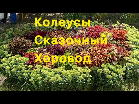 Видео: Колеусы коллекция с названиями сортов