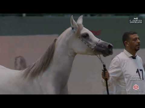 Видео: 1-й чемпионат Аль-Асайель по чистокровным лошадям AH 2025, класс 3