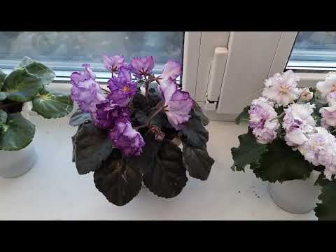 Видео: Где фиалки зацвели быстрее? Окно или стеллаж? Готовлю фиалки к весеннему цветению.