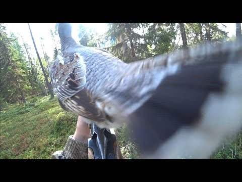 Видео: Рябчик сел прямо на ружье/ Охота на рябчика с манком.