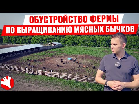 Видео: Обустройство фермы по выращиванию мясных бычков | КУЛЬТИВАТОР