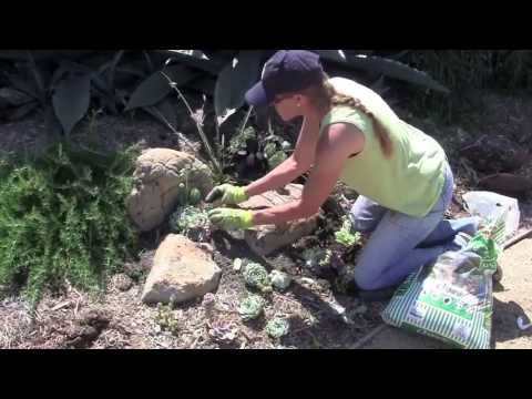 Видео: Как создать суккулентный карманный сад с Лорой Юбэнкс