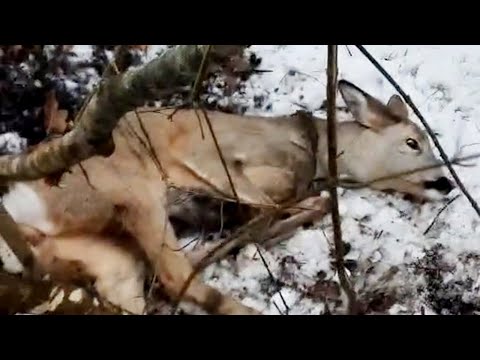 Видео: От этого видео замирает сердце. Спасение диких животных из рукотворных ловушек.
