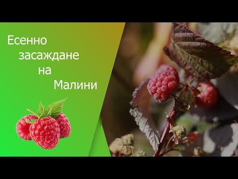 Видео: Есенно засаждане на малини ! Есенно засаждане на малина ! Как да засадим малина.