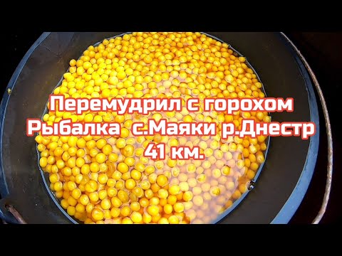 Видео: Перемудрил с горохом .Рыбалка с.Маяки 41 км.река Днестр