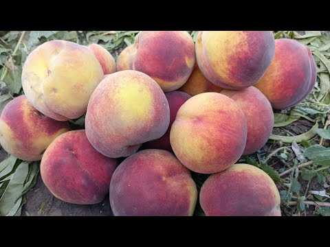 Видео: Персик Лаурол. Peach Laurol. Гарний промисловий сорт з добрим смаком