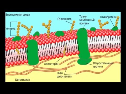 Видео: ZEPTER BIOPTRON. Общее мнение об устройстве лампы. Испытание.