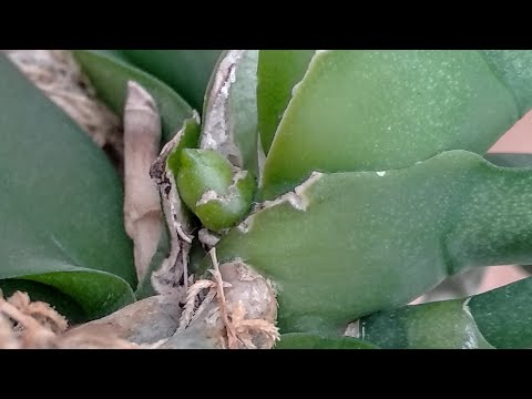 Видео: ОТТОГО орхидеи ТАЩАТСЯ! ПОЧЕМУ орхидеи ПОЧТИ не цветут? ЦВЕСТИ орхидеи ВНОВЬ!ПИР орхидеи ПО УТРАМ!