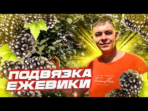Видео: ДВА СПОСОБА ПОДВЯЗКИ ПОБЕГОВ ЕЖЕВИКИ ДЛЯ ВЫСОКИХ УРОЖАЕВ И УДОБСТВА ВЫРАЩИВАНИЯ