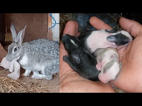 Видео: Доставка кролика (Как рожают кролики?) - Завершить процесс 2021 г.