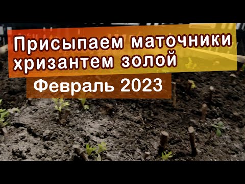 Видео: Присыпаем древесной золой маточники хризантемы 5.02.23