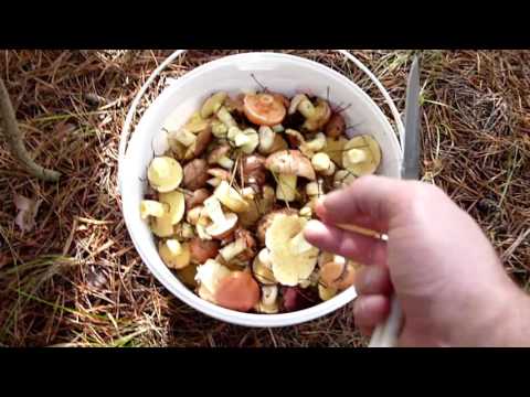 Видео: Поход за грибами. Ура рыжики!!! часть 2/Hike for mushrooms. Yay mushrooms!!! part 2