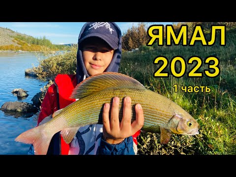 Видео: ЯМАЛ 2023 - поиски трофейного ХАРИУСА 1часть