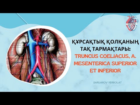 Видео: Құрсақтық қолқаның тақ тармақтары: truncus coeliacus, a. mesenterica superior et inferior