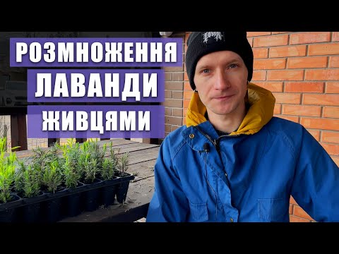 Видео: ЛАВАНДА. Як розмножити лаванду. 100% вкорінювання. Lavander. Cuttings propagation.