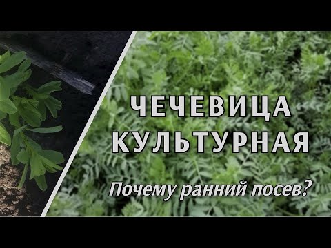 Видео: Посев вне срока (чечевица).