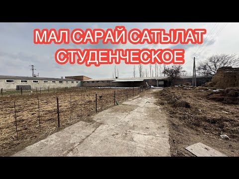 Видео: МАЛ САРАЙ САТЫЛАТ СТУДЕНТИЧЕСКИЙ СОКУЛУК 2025