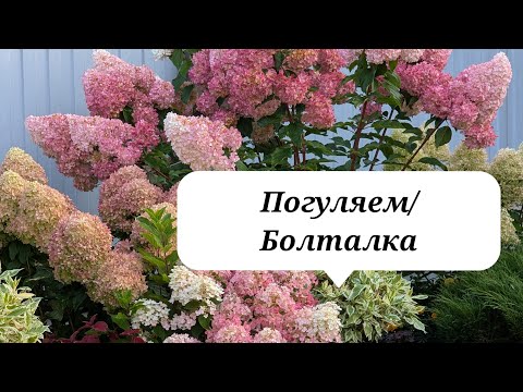 Видео: 7 сентября 2025 г. Обзор сада/Гортензии/Север Подмосковья 
