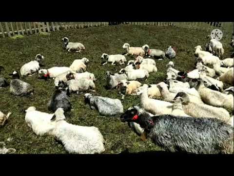 Видео: Як доять вівці в Карпатах/