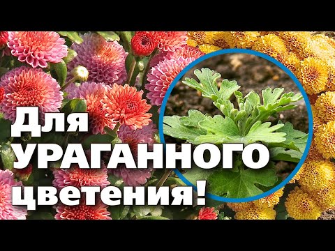 Видео: КАК ПОСАДИТЬ ХРИЗАНТЕМУ. ЦВЕСТИ БУДЕТ ПОТРЯСАЮЩЕ!