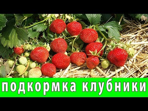 Видео: ЧЕМ ПОДКОРМИТЬ КЛУБНИКУ ВО ВРЕМЯ ПЛОДОНОШЕНИЯ