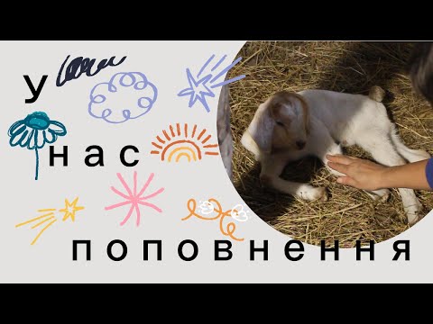 Видео: Наша козочка родила/ Молотимо овес/ Робимо ГОЛУБЦІ: покрокова інструкція.