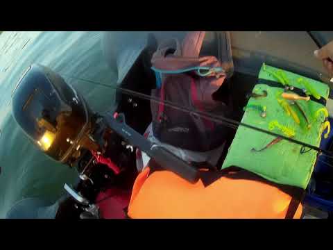 Видео: Раздача судака. Судак на Воронежском водохранилище.