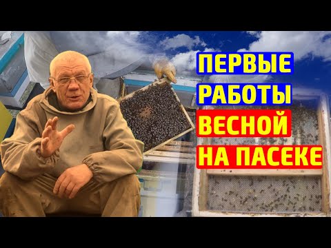 Видео: Весенние работы на пасеке. Что происходит Внутри улья?