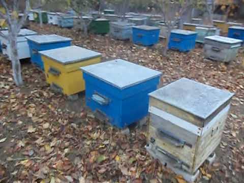 Видео: Вентиляция в зимовнике , зимовка на меде , переставить улей в другое место .