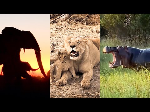 Видео: Сафари в Ботсване: открытие невероятной дикой природы Африки