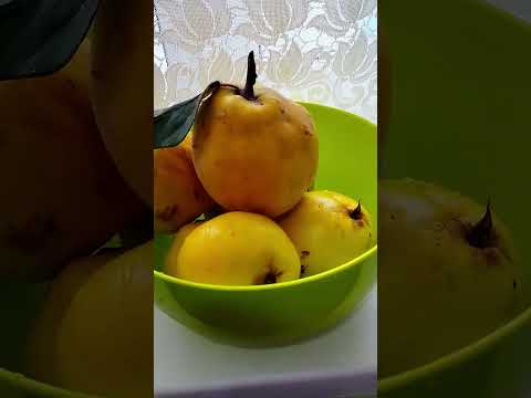 Видео: Какое удовольствие можно получить от айвы? Быстрее сделайте также! Октябрь.