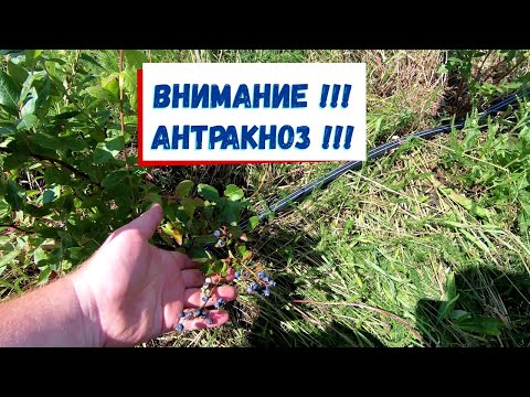 Видео: Эпидемия антракноза на голубике в 2021