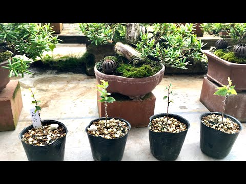 Видео: [Выращивание дзельквы бонсай из семян] Изготовление дзельквы бонсай веников. Сделайте