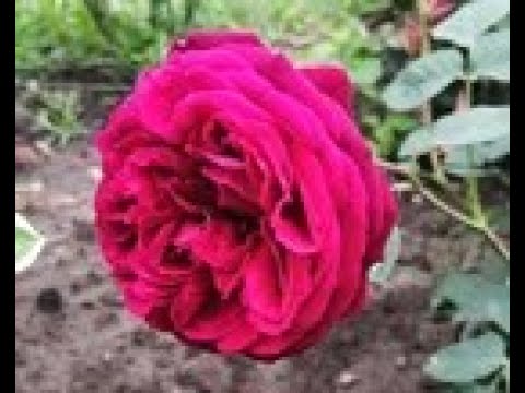 Видео: Розы. Цветение в июне-июле (часть 4).О сортах Rimosa, Salita, Schloss Eutin, Venrosa и др.