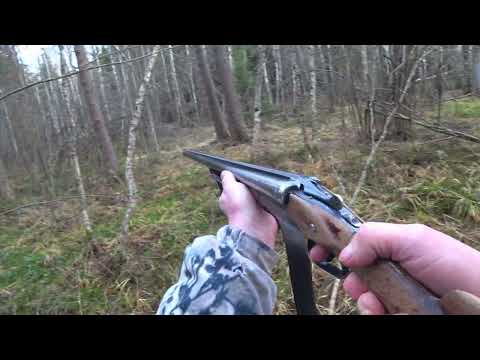 Видео: Охота с Русскими гончими на зайца 19 ноября 2024