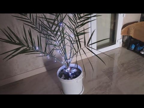 Видео: Как сделать светильник из пальмы