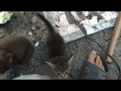 Видео: Сварочные работы Газель