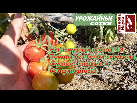 Видео: Негламурный огород 10. Вкусные сладкие томаты без фитофторы практически бесплатно и без затрат!