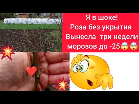 Видео: 💥Стойкие к морозу плетистые розы 🌹💥!Сорта с фото и названиями😉💞💞💞