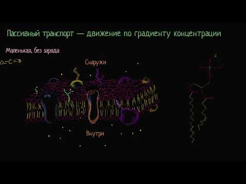 Видео: Пассивный транспорт и избирательная проницаемость (видео 7) | Мембранный транспорт  | Биология