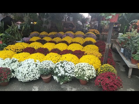 Видео: АНДИЖОН ЖАХОН БОЗОРИ ГУЛ ОЛАДИГАНЛАР ЯНГИ ГУЛЛАРИМИЗ КЕЛАЯПТИ 94 437 08 80  